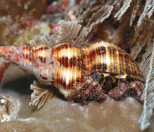 How Do Crabs Have Babies - Female crabs can only mate after they molt